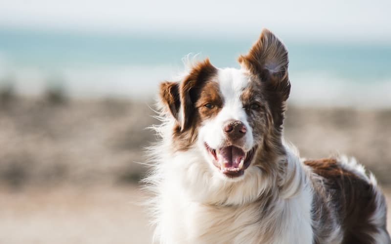How to Create AI Pet Portraits from Your Photos